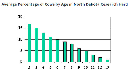 Replacement heifers